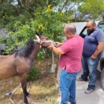 #GP. Atiende Ayuntamiento reporte de yegua y su cría deambulando en la colonia Santa Rosa*