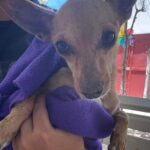 #Torreón. Promueven bienestar animal con jornada integral de atención para mascotas