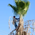 #Torreón. Realizan mantenimiento de palmas para prevenir riesgos y fortalecer áreas verdes